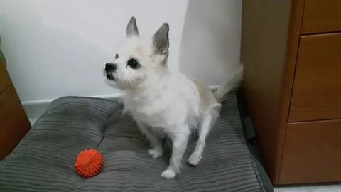 Barking dog on his cushion Stock Footage 167277214