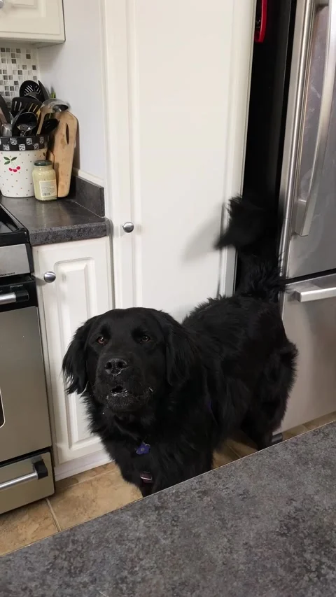 A barking dog in the kitchen with sound Stock Footage 234355482