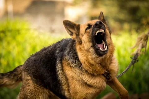 Barking Dog Stock Photos
