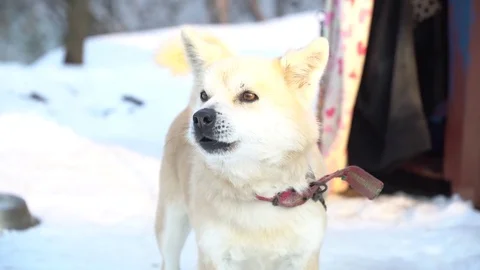 Barking dog with snow Stock Footage 84630259