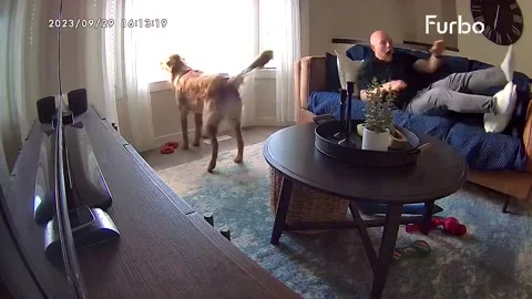 Barking Dog Startles Napper, Lethbridge, Alberta, Canada - 29 Sep 2023 Video stock 252136431