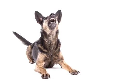 Barking dog on white background Stock Photos