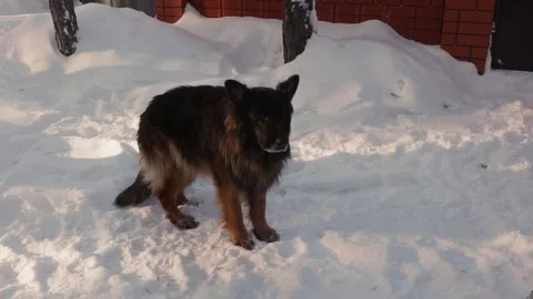 Barking Dog in Winter Snow Stock Footage 332449789