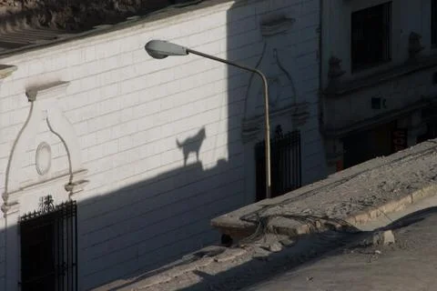 Barking dog´s shadow on a rooftop Stock Photos