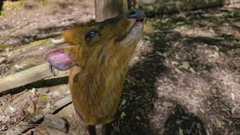 A  barking dwarf deer  Stock Footage 274205707