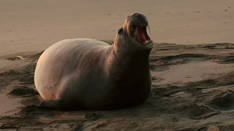 Barking Elephant Seal Видео 100652393