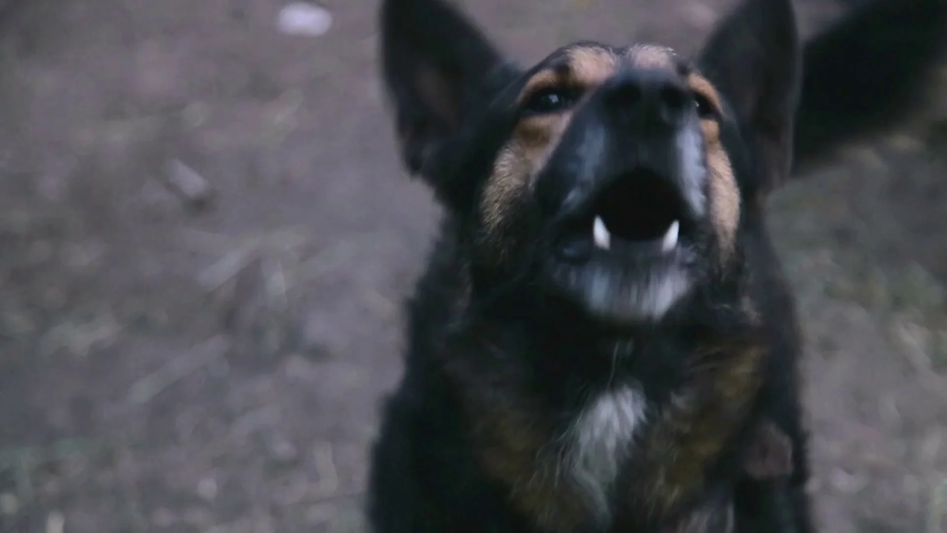 Barking enraged shepherd dog outdoors