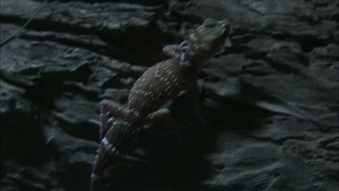 Barking Gecko at night Stock Footage 132123751