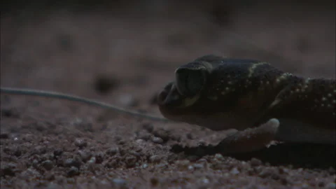 Barking Gecko at night Stock Footage 132123848