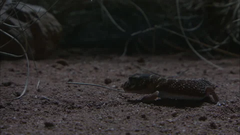 Barking Gecko at night Stock Footage 132123849