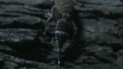 Barking Gecko at night Stock Footage 132123890