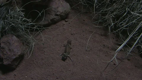 Barking Gecko at night Stock Footage 132124123