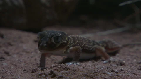Barking Gecko at night Stock Footage 132124719