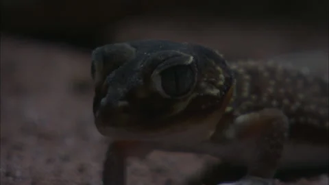 Barking Gecko at night Stock Footage 132125009