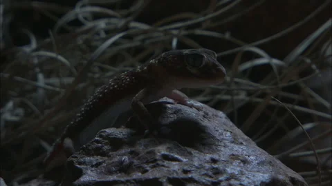 Barking Gecko at night Stock Footage 132125645