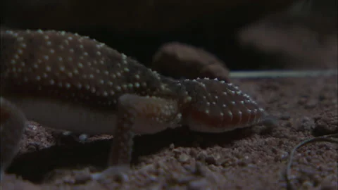 Barking Gecko at night Stock Footage 132125664