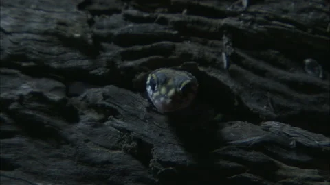 Barking Gecko at night Stock Footage 132125897