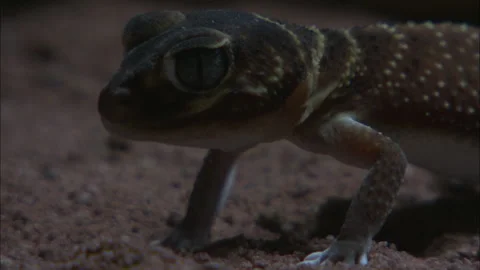 Barking Gecko at night Stock Footage 132125964