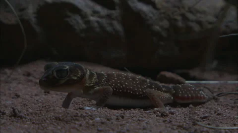 Barking Gecko at night Stock Footage 132126004