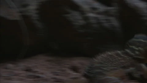 Barking Gecko at night Stock Footage 132126024