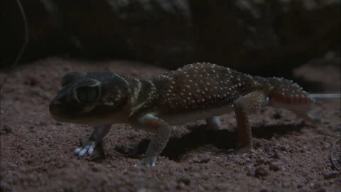 Barking Gecko at night Stock Footage 132126035