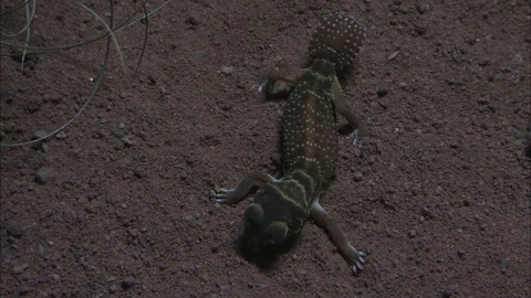 Barking Gecko at night Stock Footage 132126120