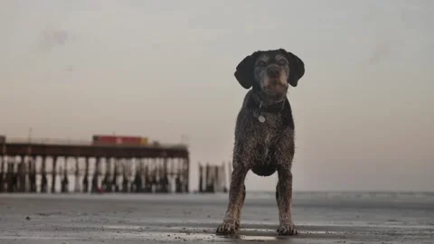 A barking German Wirehaired Pointer dog on a beach 4K Stock Footage 285774698