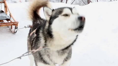 Barking Huskies dog Vídeo Stock 73799795