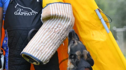 Barking k-9 training Stock Footage 66758334