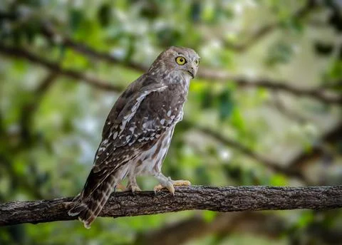 Barking Owl Stock Photos