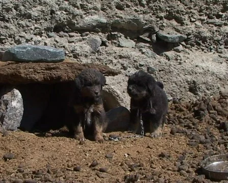Barking puppies  Stock Footage 401131