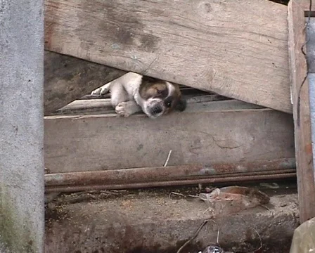 Barking puppy Stock Footage 378019