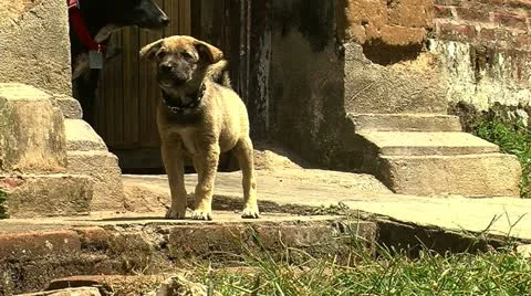 Barking puppy Stock Footage 10872364