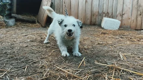 A barking puppy. Stock Footage 238087917
