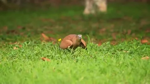 Barking quail dancing on green grass Stock Footage 335080093