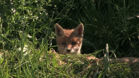 Barking (in rare cases) of a red fox puppy - wildlife Stock Footage 81812598