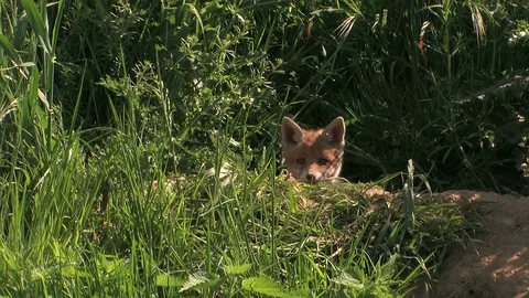 Barking (in rare cases) of a red fox puppy - wildlife Stock Footage 81812599