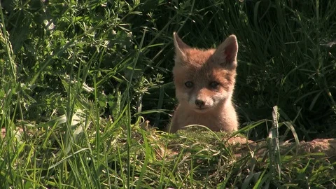 Barking (in rare cases) of a red fox puppy - wildlife Stock Footage 81812613