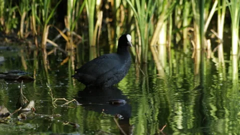 Barking in the reeds 库存影片 90609779