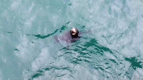 Barking Sea lion Stock Footage 104116594