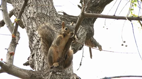 Barking Squirrel Video stock 1870080