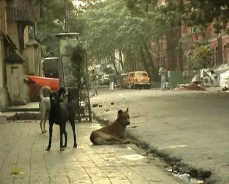 Barking stray dogs Stock Footage 11044868
