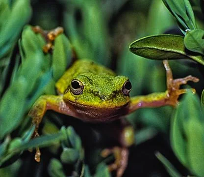 Barking Treefrog, Stock Photos