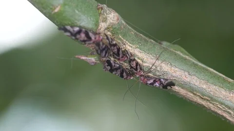 Barklice on the tree branch Stock Footage 83513170
