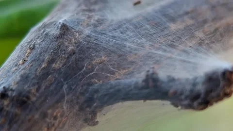 A barklouse is spinning a web on the stem of a lime tree. Archipsocus nomas.. Stock Footage 344092947