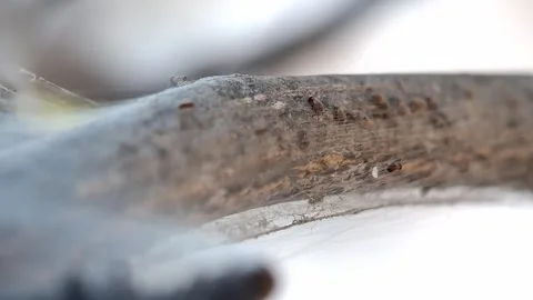 A barklouse is spinning a web on the stem of a lime tree. Archipsocus nomas.. Stock Footage 344092959