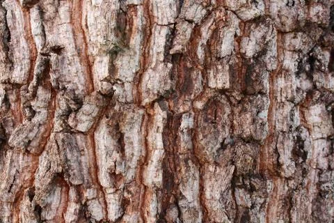 Bark's grain that it different tree species Stock Photos
