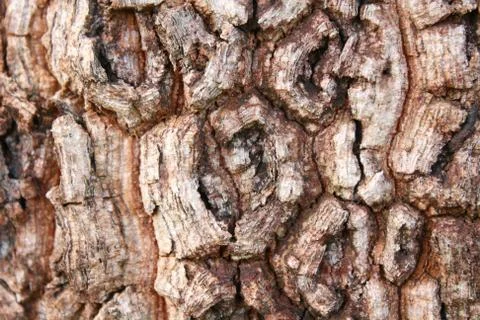 Bark's grain that it different tree species Stock Photos