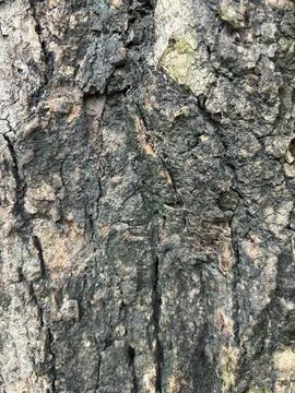 The bark's texture appears to be scaly, with overlapping layers creating a .. Stock Photos