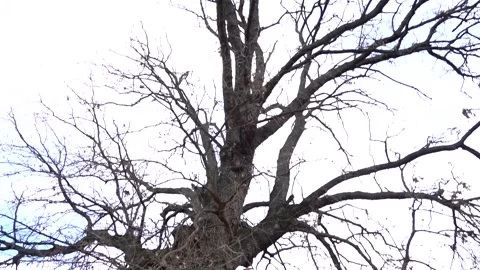 Barks on a Tree in the Forest on a Cold Winter Day with branches no leaves Stock Footage 252957211